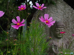 秋桜と寺院