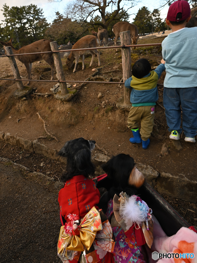 お正月＆奈良公園でわんこーズと遊ぶ２