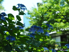 街中の彩 大阪・四天王寺 十