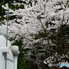 山寺と桜  参  お大師様、桜で勝負！