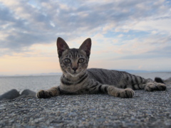 海辺の猫