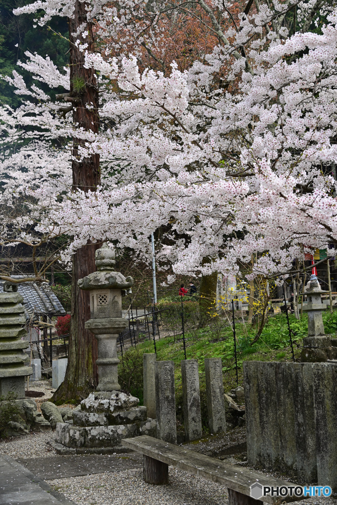 山寺と桜 弐