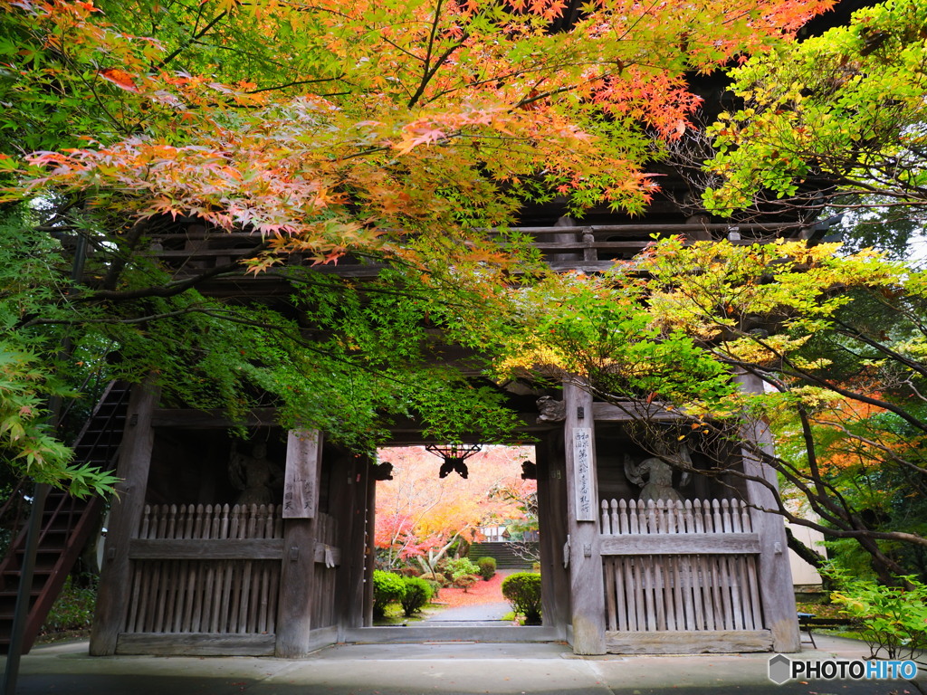 泉州の紅葉を楽しむ