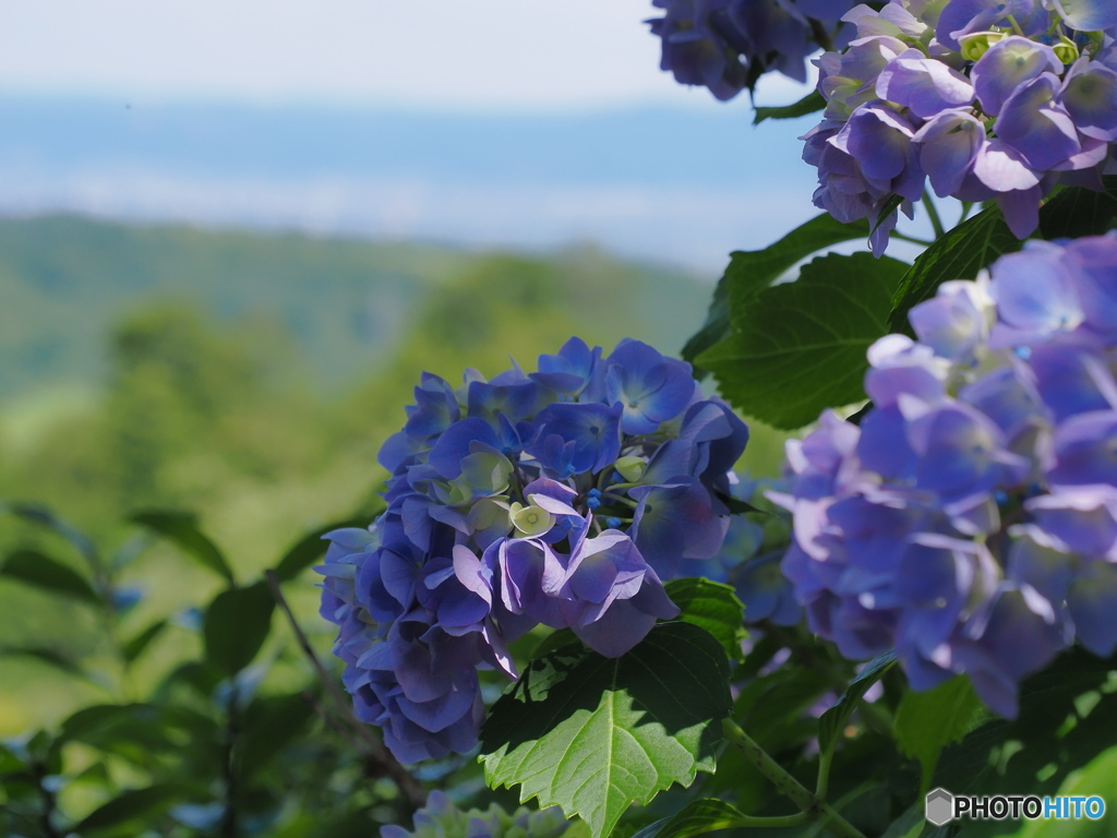 洛西の紫陽花寺院を歩く～善峯寺～