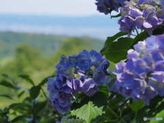 洛西の紫陽花寺院を歩く～善峯寺～