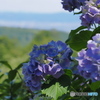 洛西の紫陽花寺院を歩く～善峯寺～