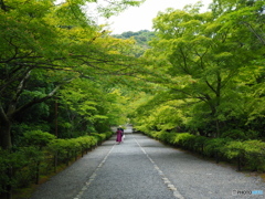 グリーンの嵯峨野を歩く