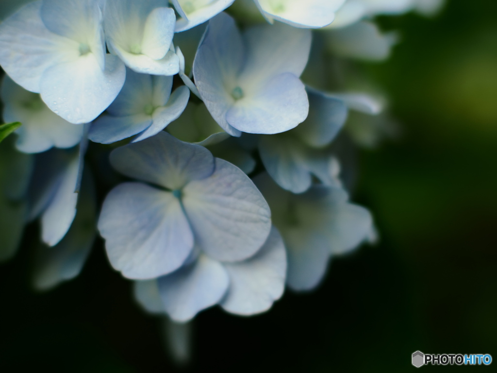 続々 紫陽花が咲いてます～♪