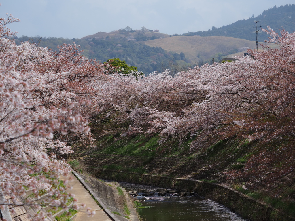 桜アルバム②