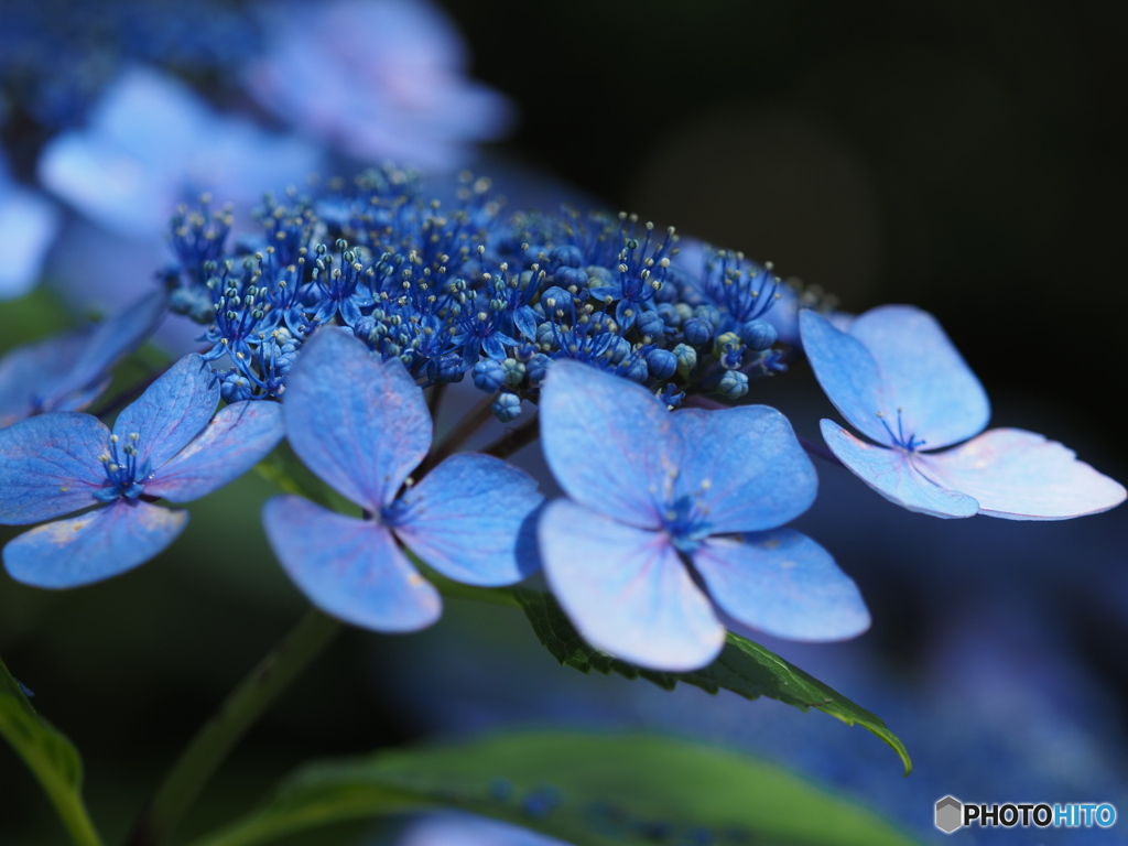 今年はこんな紫陽花を観ましたⅡ
