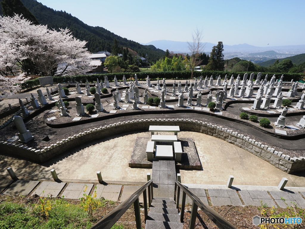 奥明日香で桜を楽しむ③