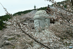 六番目の寺院で桜を楽しむ 壷阪寺