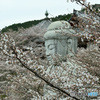 六番目の寺院で桜を楽しむ 壷阪寺