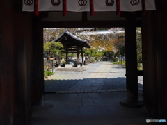 七番目の寺院・・・三十三所寺院 ラッキーセブンの岡寺