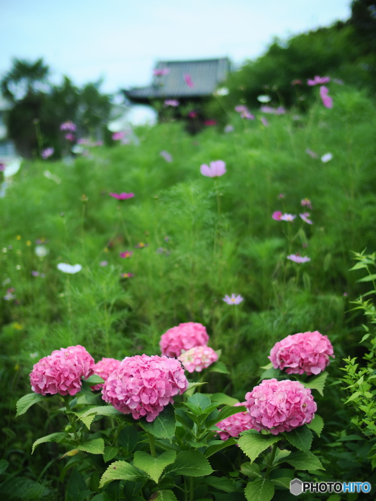 まだまだ続くぜ！紫陽花祭り