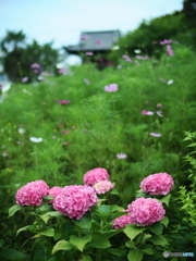 まだまだ続くぜ！紫陽花祭り