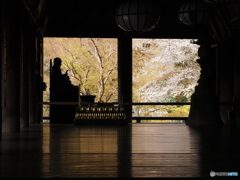 復活の春・・・八番目の寺院　西国三十三所　長谷寺