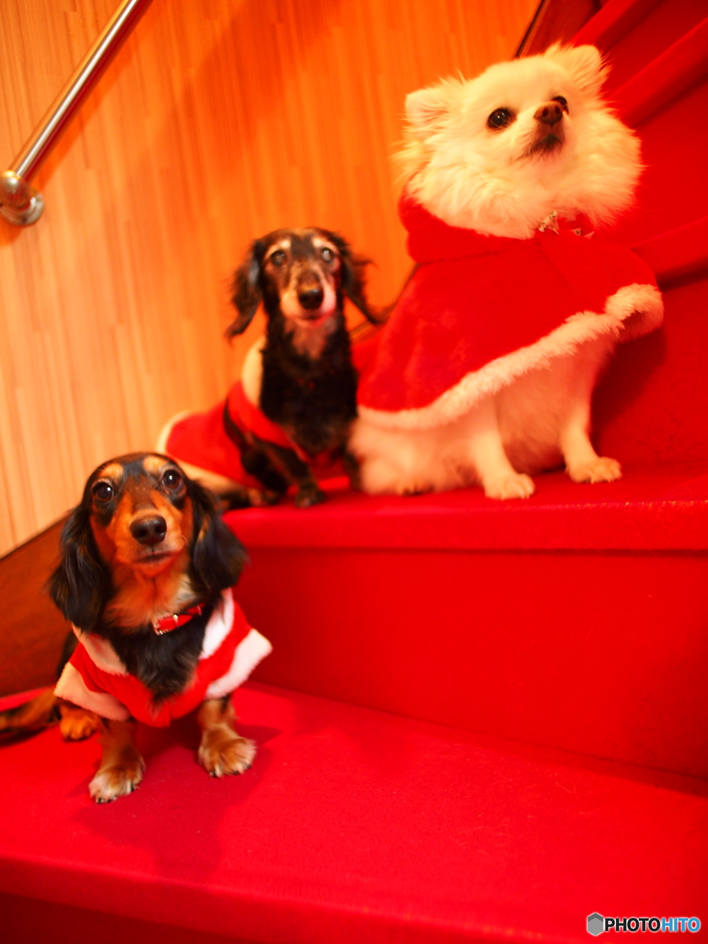 わんこーズのクリスマス撮影会