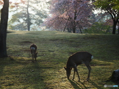 桜と鹿と奈良公園Ⅲ