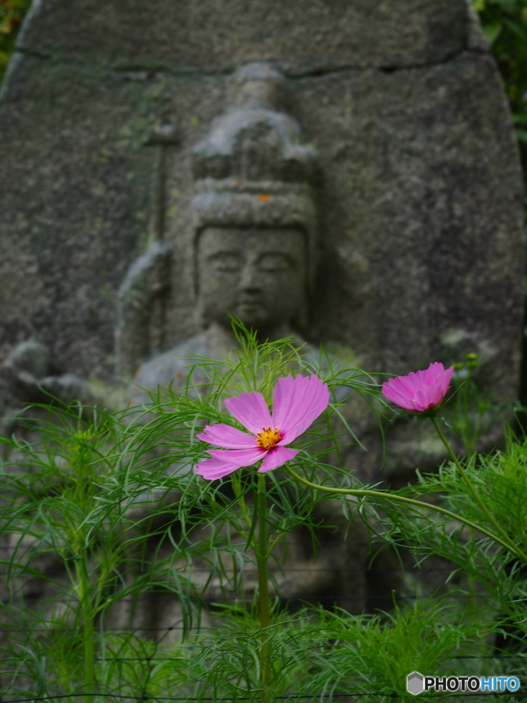 秋桜と寺院 弐