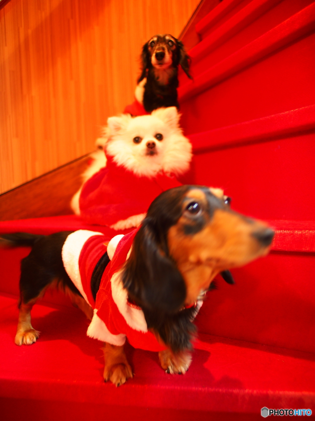 わんこーズのクリスマス撮影会