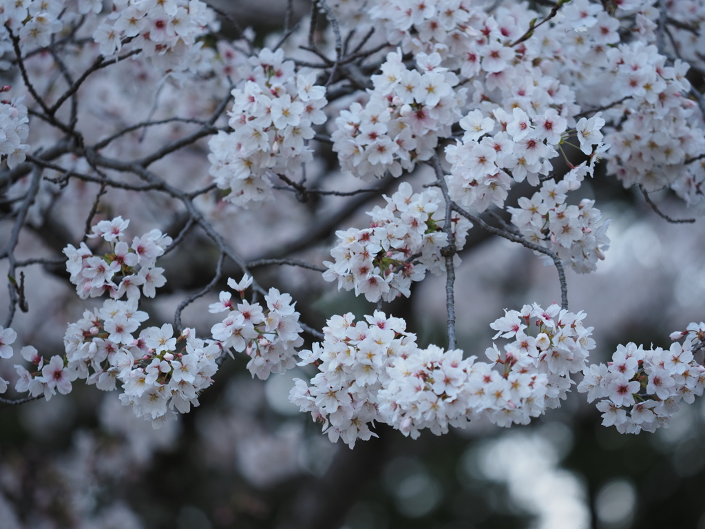 桜アルバム⑥