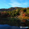 晩秋の京散歩Ⅳ　池巡り弐題  １