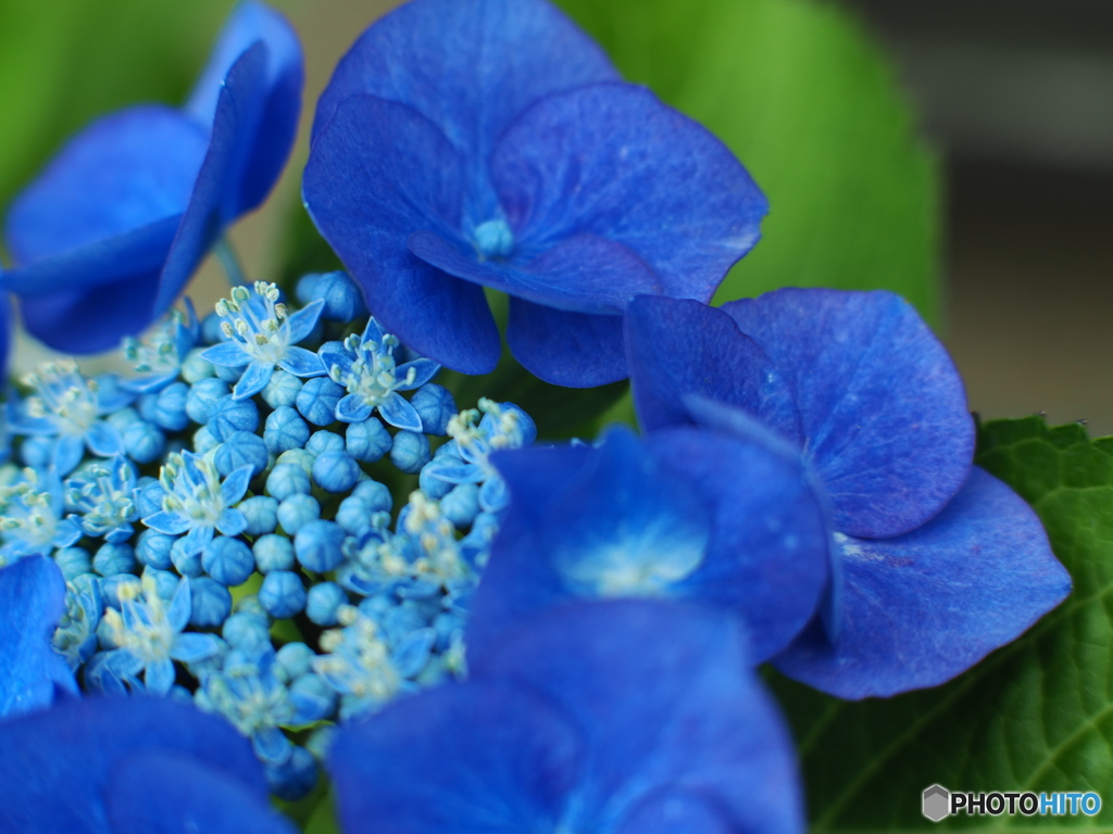 まだまだ続くぜ！紫陽花祭り