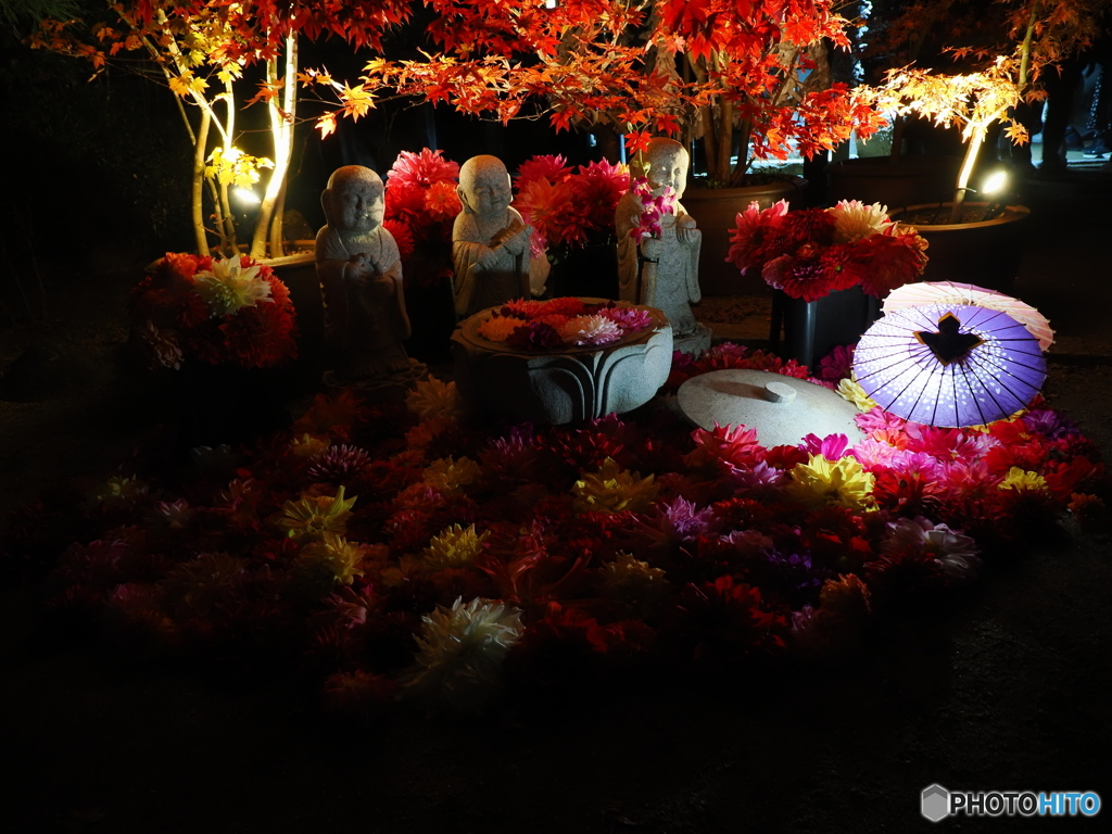 七番目の寺院…ラッキー７の岡寺  紅葉ライトアップ