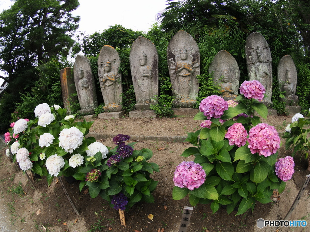 般若寺の紫陽花（石仏と記念撮影？）