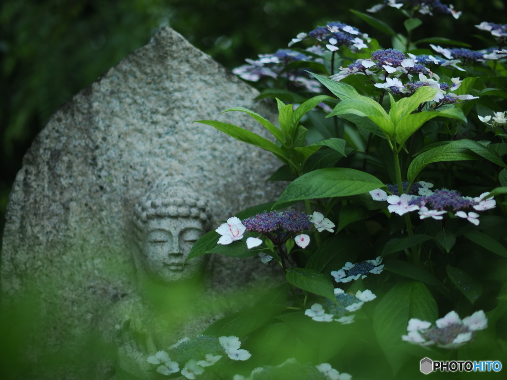 般若寺の紫陽花(石仏＆紫陽花）