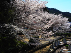 奥明日香で桜を楽しむ①