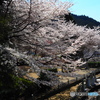 奥明日香で桜を楽しむ①