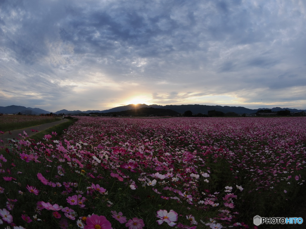 秋桜２