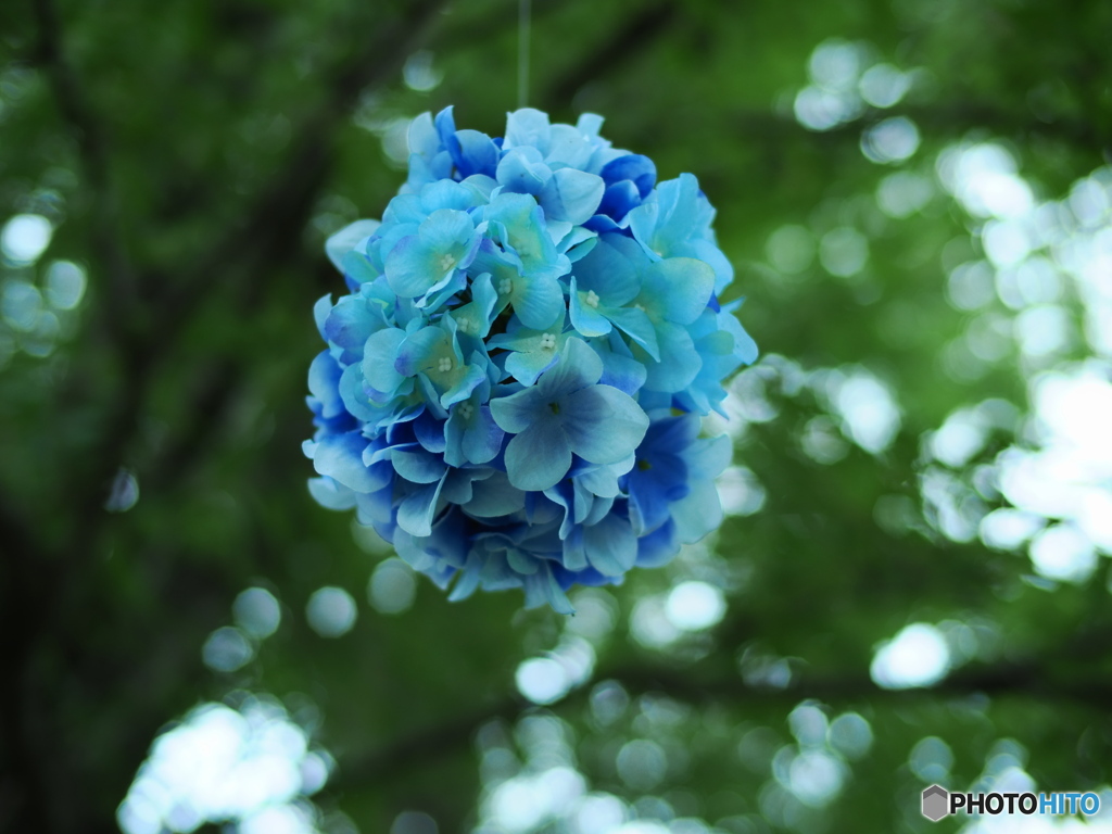 般若寺の紫陽花（空中浮遊？）