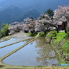 三多気の桜を楽しむ