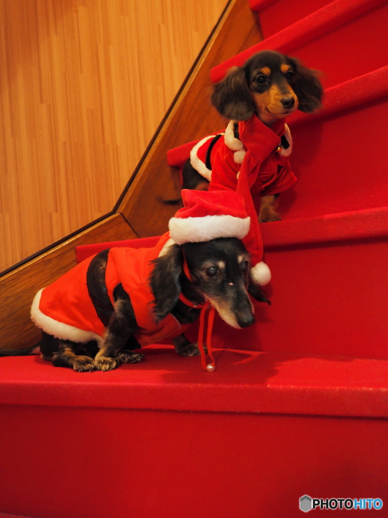我が家のメリークリスマス 2022