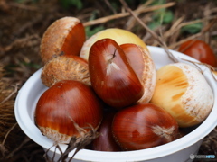 秋の味覚登場！