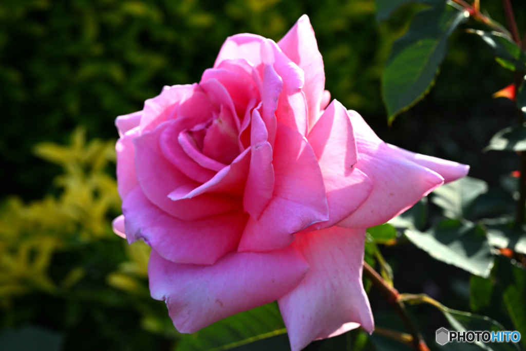 鶴見緑地の薔薇①