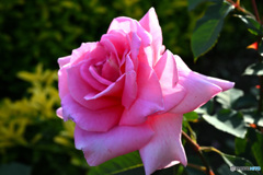 鶴見緑地の薔薇①