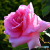 鶴見緑地の薔薇①