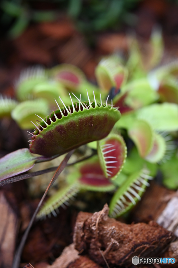 暑い時に熱帯植物を見る４