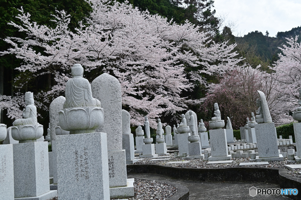 山寺と桜  四