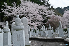 山寺と桜  四