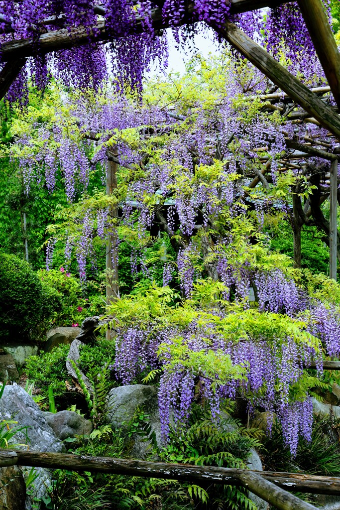 亀戸天神　藤の花