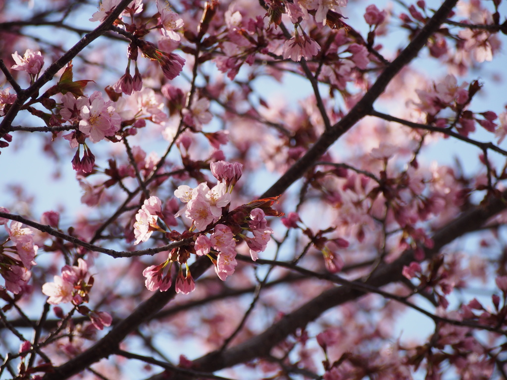 桜の季節