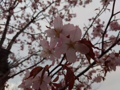 桜