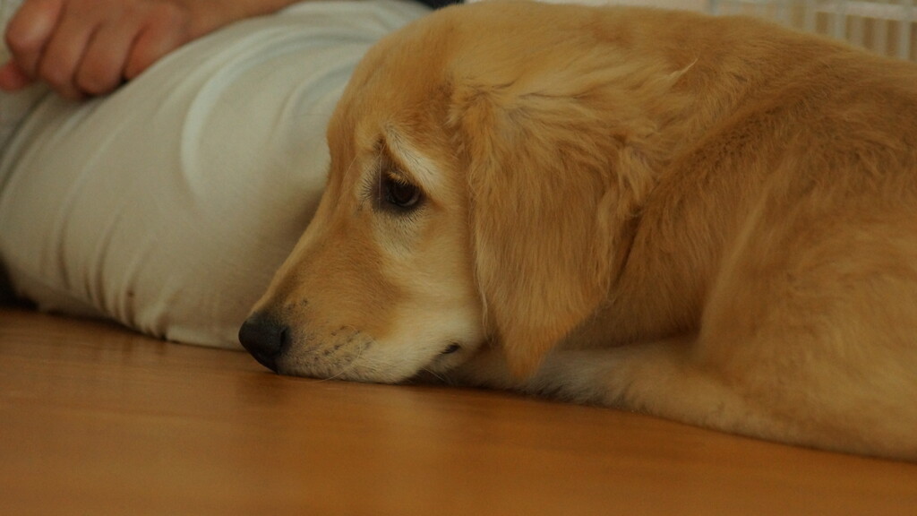 お部屋でまったりと７