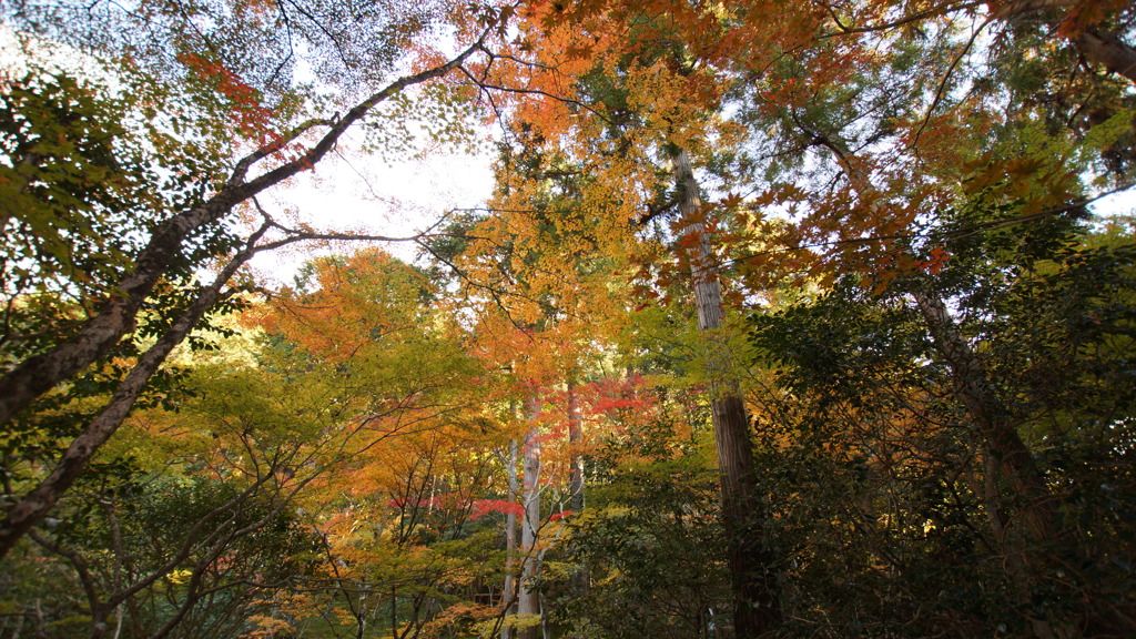 京都の旅５０