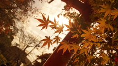 京都の旅１６